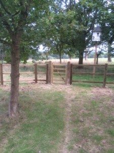 macdonald-post-and-rail-fencing-horsley-4