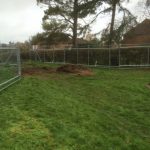 te-Tree-Protection-in-Surrey